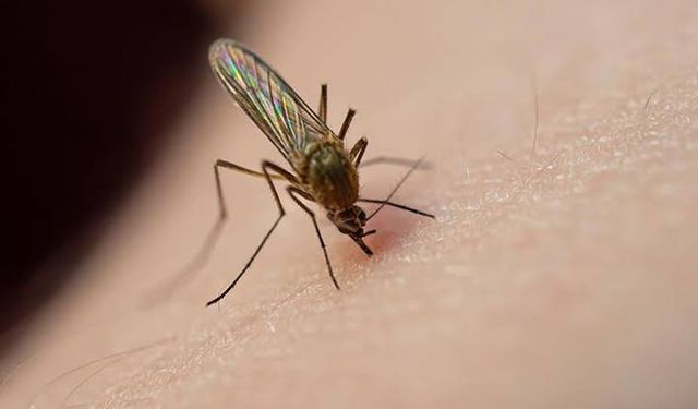 6 yöntemden birini deneyin sivrisineklerin kabusu olun