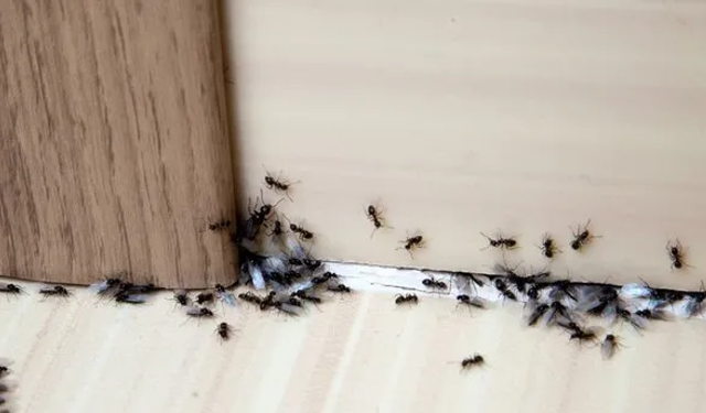 Tek malzemeyle karınca sorununa son! Değen bölgeye bir daha gelmiyorlar
