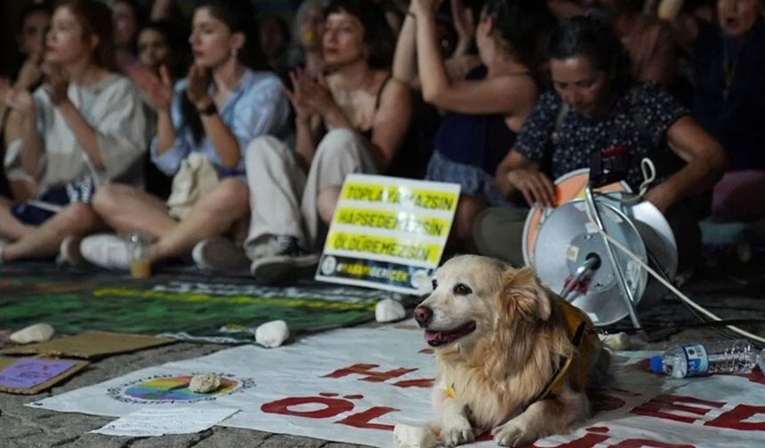 Sokak hayvanları yasasına tepkiler büyüyor: Yaşam savunucularından İstanbul'da eylem çağrısı